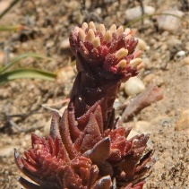 alpestris