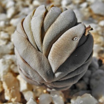 alstonii