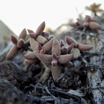 ammophila