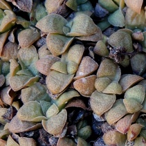 aurusbergensis