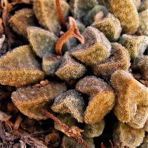 ausensis