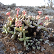 brevifolia