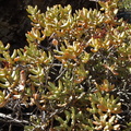 brevifolia NE Wilderperderant (2)