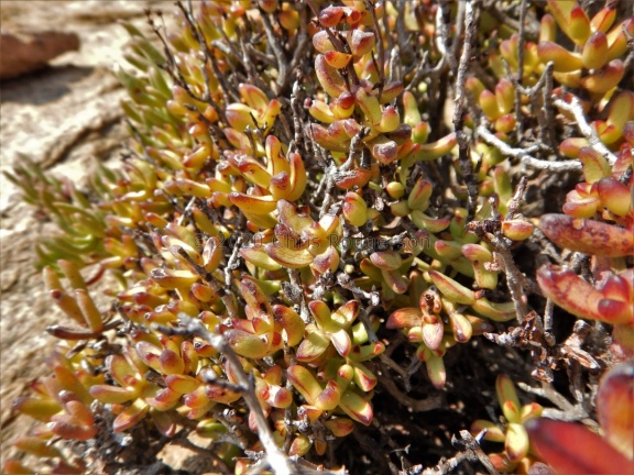 brevifolia S Springbok (2)