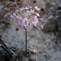 capensis