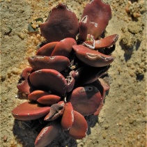 clavata