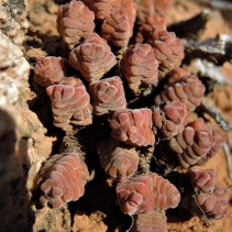 columella