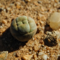 columnaris