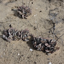 cotyledonis