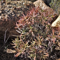 cymosa