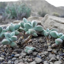 deltoidea