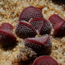 fragarioides