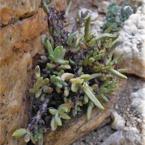 garibina