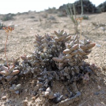 grisea