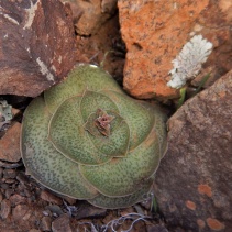 hemisphaerica