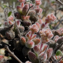 hirtipes