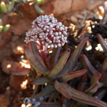 macowaniana
