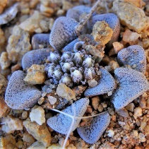 mesembryanthemopsis
