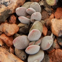 namaquensis