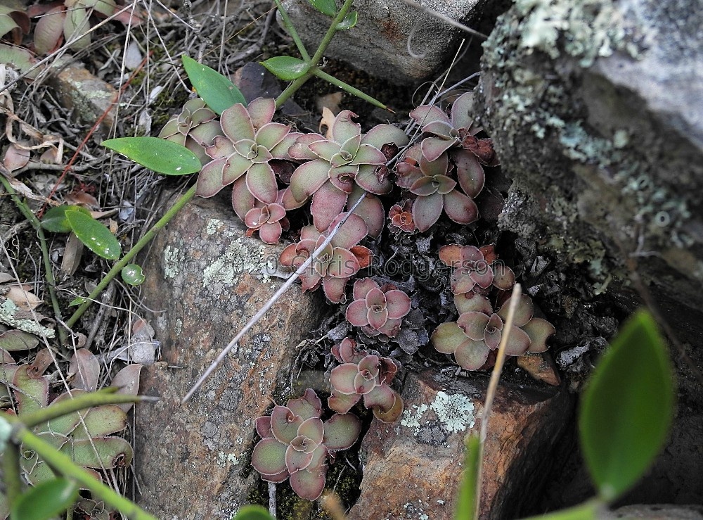 orbicularis Robertson