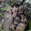 orbicularis Robertson