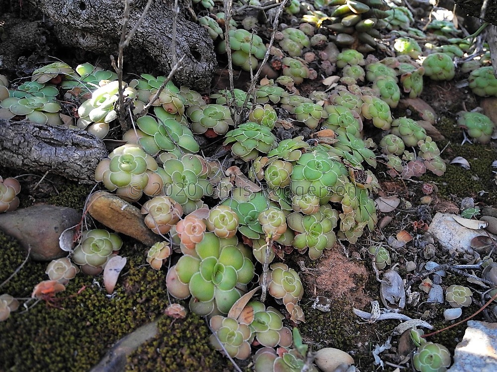 orbicularis S Calitzdorp