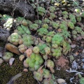 orbicularis S Calitzdorp