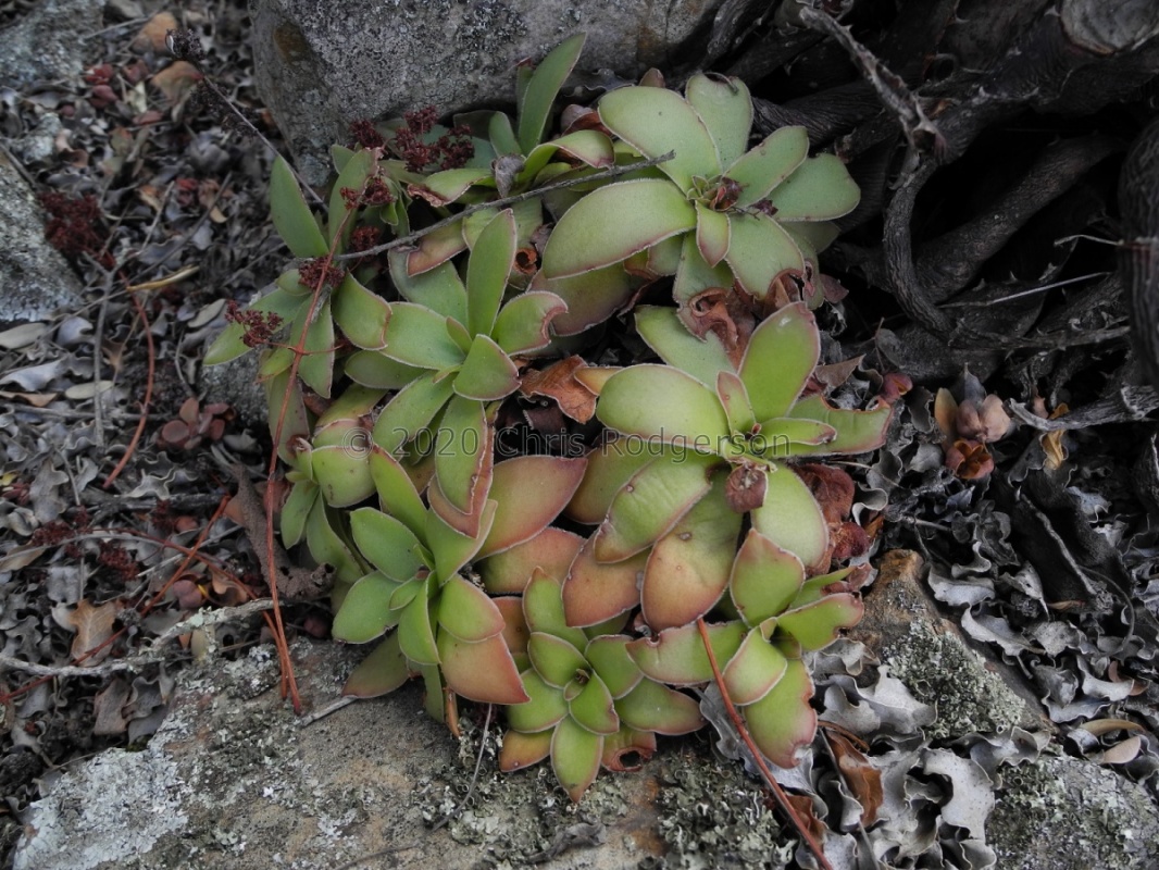 orbicularis Robertson (4)