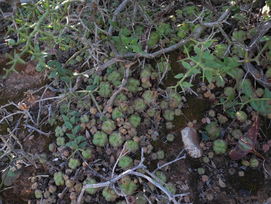 orbicularis S Calitzdorp (2)