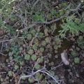 orbicularis S Calitzdorp (2)