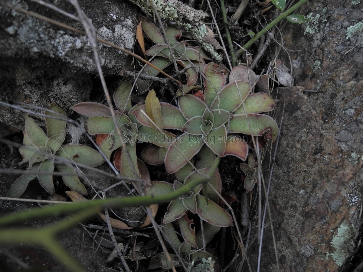 orbicularis Robertson (3).JPG