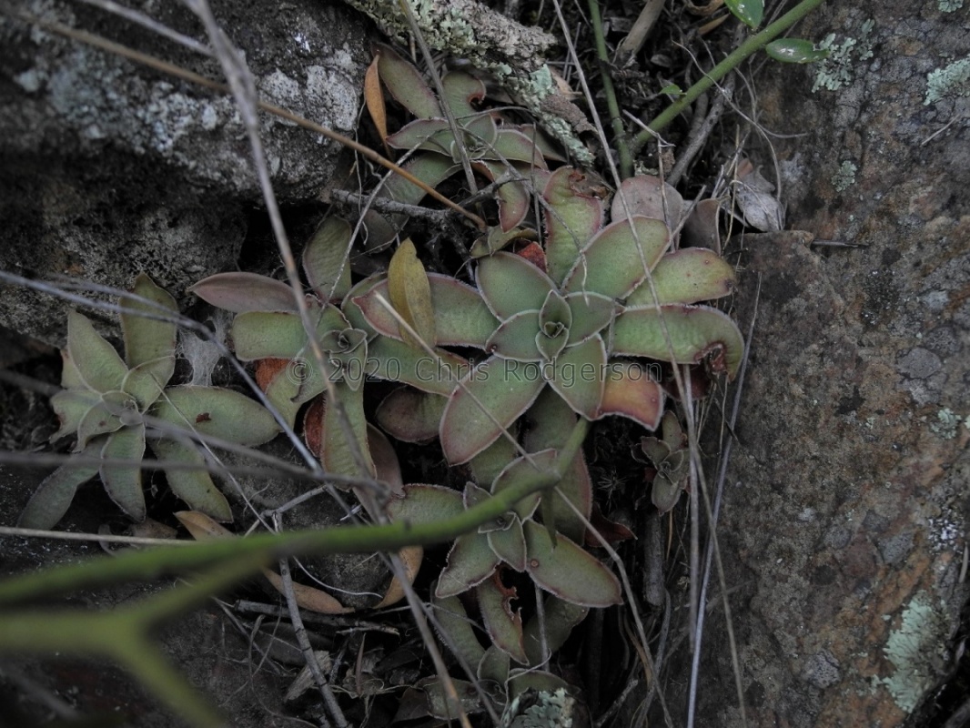 orbicularis Robertson (3)