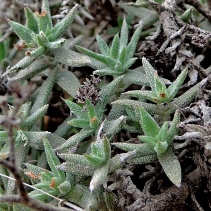 pruinosa