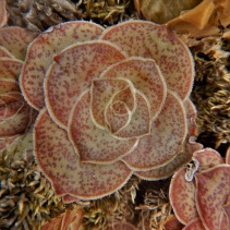pseudohemisphaerica