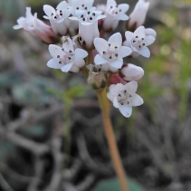 saxifraga