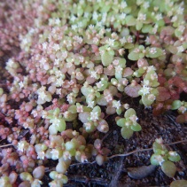 strigosa