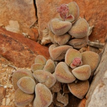 sericea