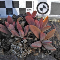 subacaulis