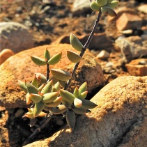 subaphylla