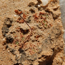 susannae