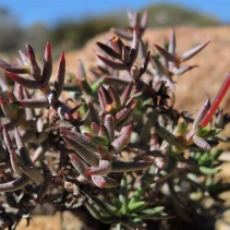 tetragona