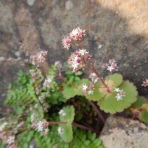umbella