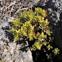 undulata