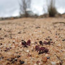 platyphylla