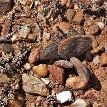 bicolor