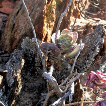 maculatus