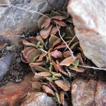 schuldtianus