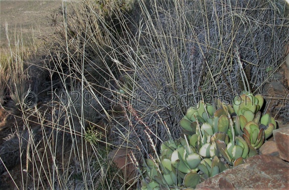 sphenophyllus Graaff-Reinet 1501 (2)