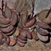 subdistichus