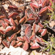 triflorus